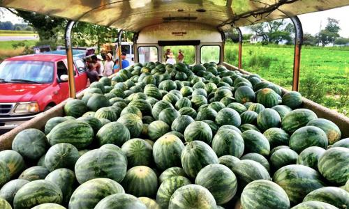 Melons picture